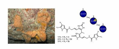 Novos compostos descobertos em esponja-do-mar têm efeito contra bactérias&nbsp;resistentes