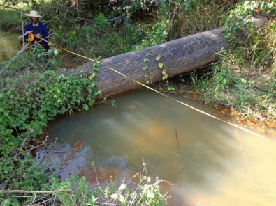 Resiliência da Floresta Amazônica cria janelas de oportunidades para regeneração&nbsp;passiva