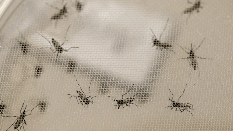 Estudo busca “impressões digitais” do Zika brasileiro no&nbsp;cérebro