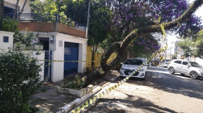 Em São Paulo, risco de queda de árvores é influenciado por altura de prédios no entorno e idade do&nbsp;bairro