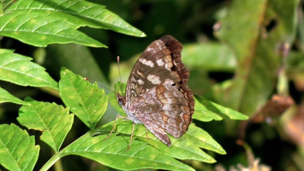 Essenciais para agricultura, insetos como borboletas e abelhas estão em declínio no Brasil, mostra levantamento