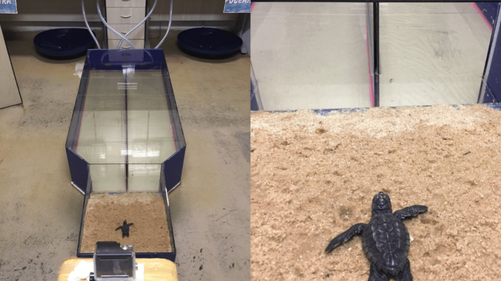 Por sobrevivência, filhotes de tartarugas optam por águas oceânicas mais&nbsp;profundas