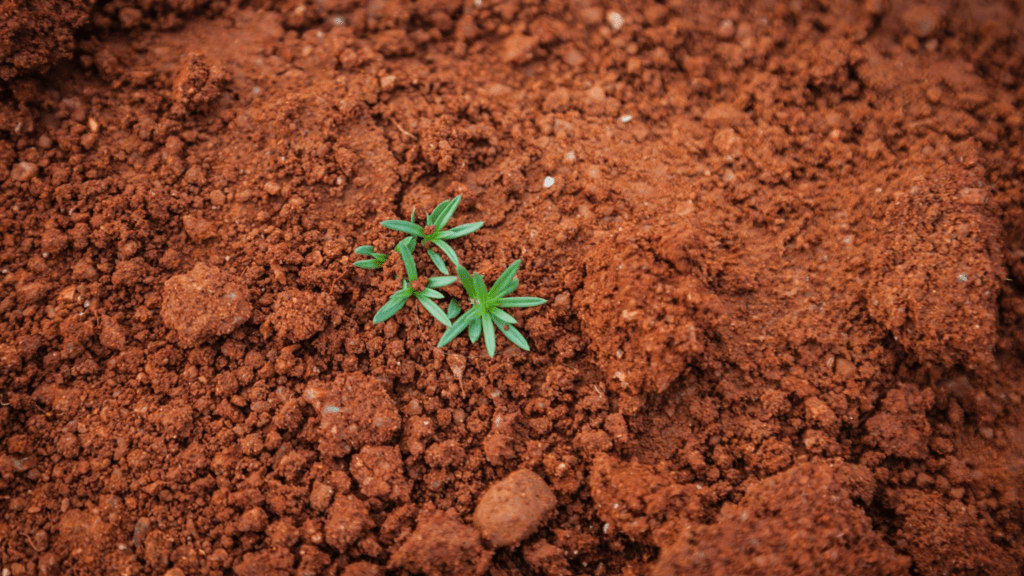 Esterco de aves é o que mais reduz acidez de solo e favorece plantações no Cerrado, aponta&nbsp;estudo
