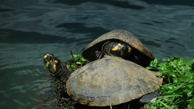 Área de proteção ambiental na Amazônia inibe contaminação de mercúrio em&nbsp;tartarugas