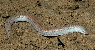 Perda de membros em lagartos e serpentes ocorreu por caminhos evolutivos distintos, revela&nbsp;estudo