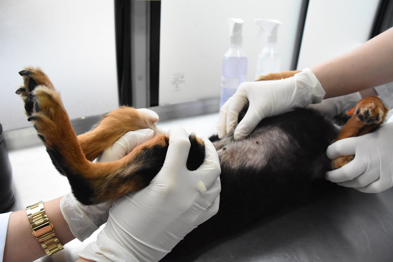 Você sabia? Animais também podem desenvolver câncer de&nbsp;mama