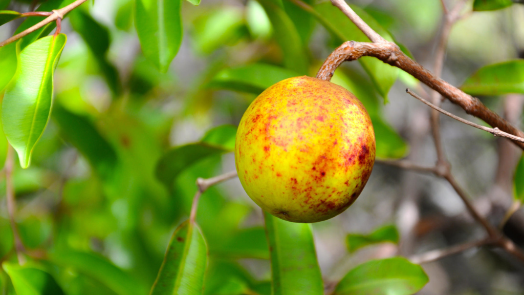 Cientistas criam xampu mais saudável e sustentável a partir da mangabeira, árvore nativa&nbsp;brasileira