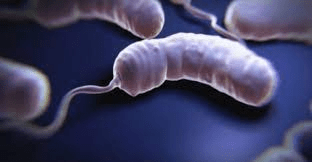 Avanço da cólera força entidades a racionar&nbsp;vacinas