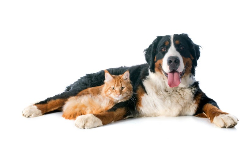 Cachorro e gato: confira dicas para facilitar a convivência entre&nbsp;eles