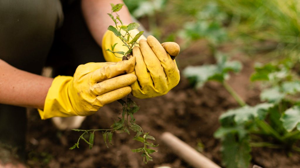 Hortas urbanas geram renda para sobreviventes de violência doméstica em SP, aponta&nbsp;livro