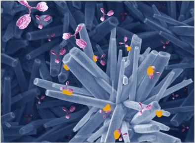 Novo dispositivo identifica anticorpos contra a COVID-19 em cinco&nbsp;minutos