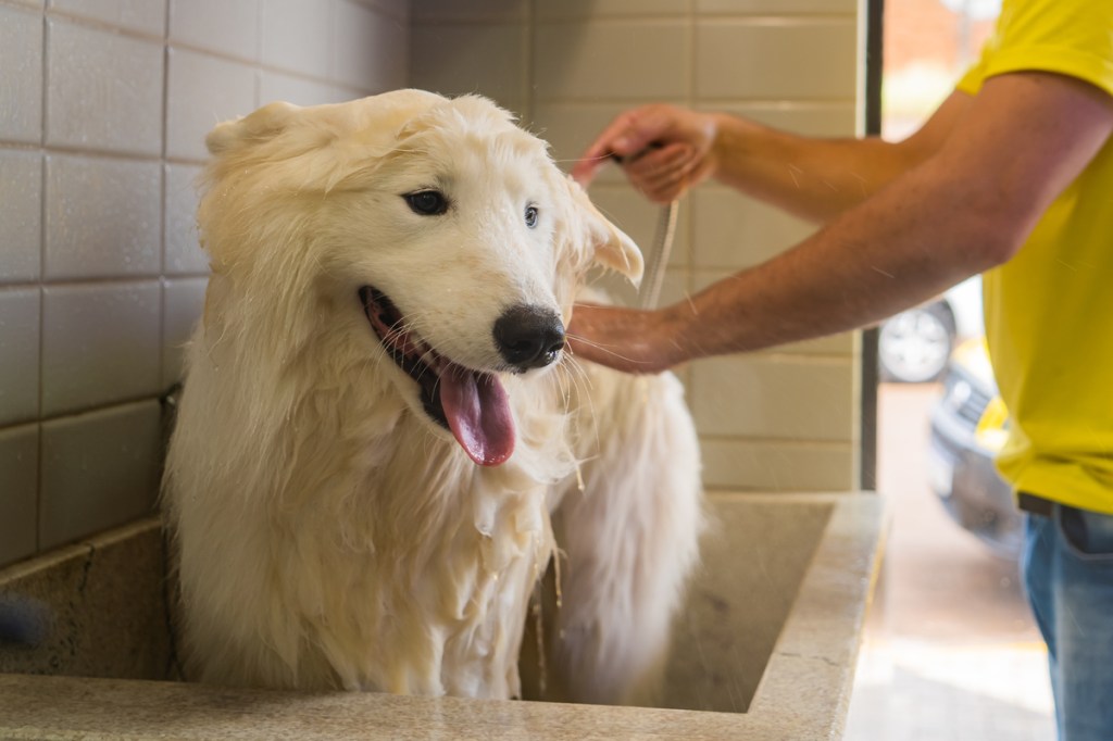 Banho em cachorro: saiba qual é a frequência&nbsp;ideal