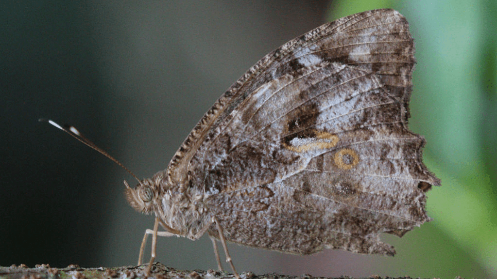 Pesquisadores encontram borboleta amazônica pela primeira vez na Floresta Nacional de&nbsp;Carajás