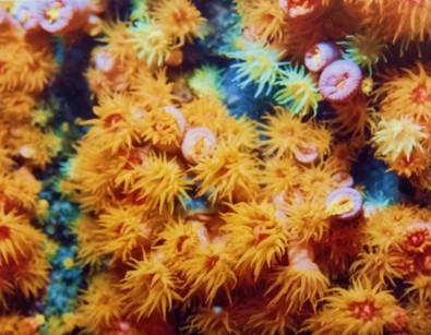 Composto produzido por coral invasor elimina o parasita da doença de&nbsp;Chagas