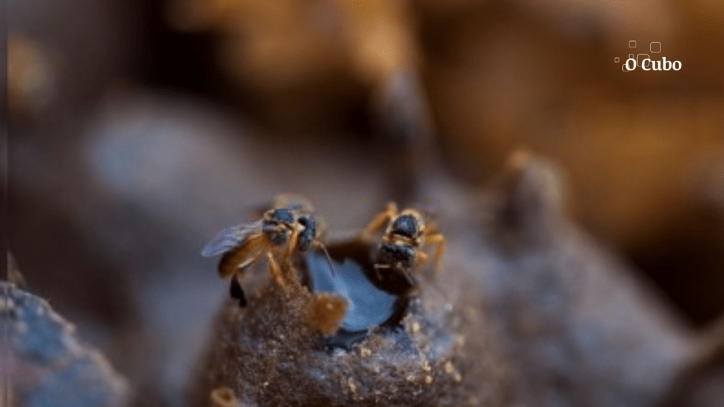 Abelhas nativas são mais sensíveis a agrotóxico que espécie usada em testes para aprovação de&nbsp;produtos
