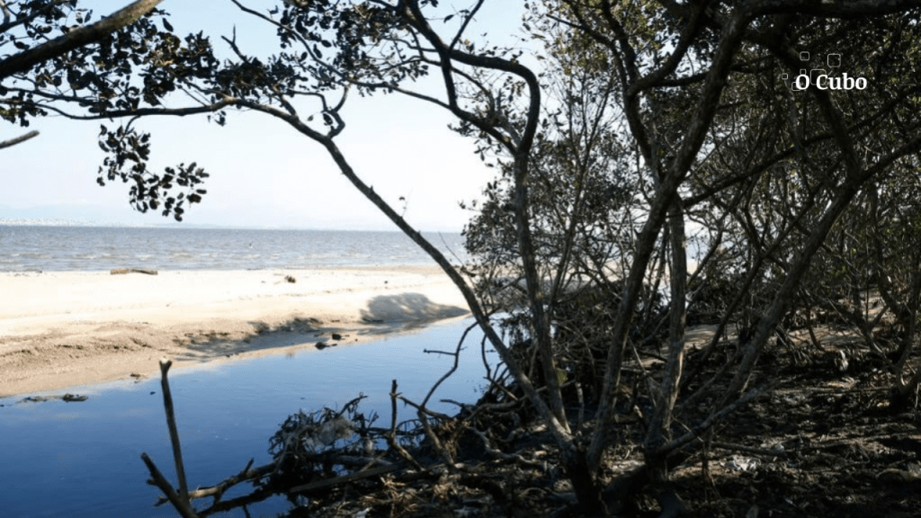 Manguezais do Sudeste brasileiro são mais vulneráveis às mudanças&nbsp;climáticas