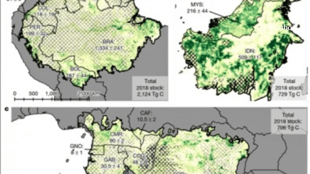 Recuperação de floresta tropical compensa 26% de emissões de carbono provocadas por desmate e&nbsp;degradação