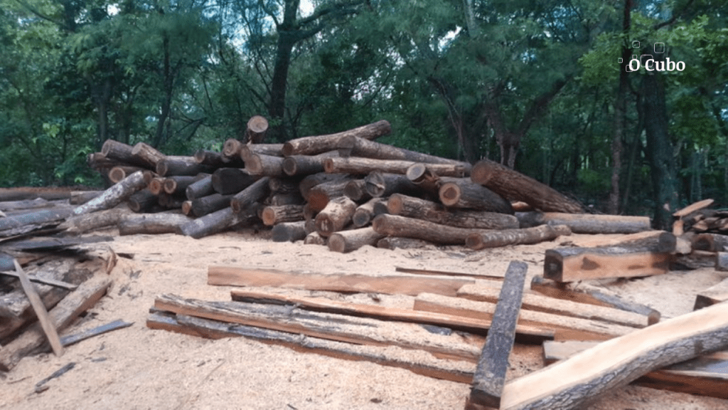 Polícia Federal combate comércio ilegal de madeira em Terras Indígenas no Maranhão na Operação&nbsp;AEGIS