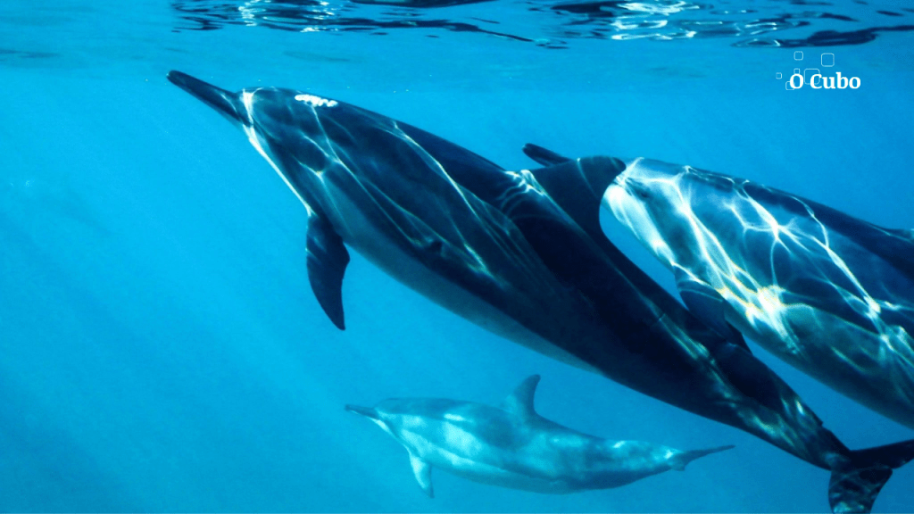 Ambiente tem papel importante na evolução de espécies de golfinhos e baleias, apontam resultados&nbsp;inéditos