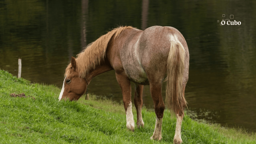 Doença que pode atingir humanos é relatada pela primeira vez em equinos da&nbsp;Amazônia