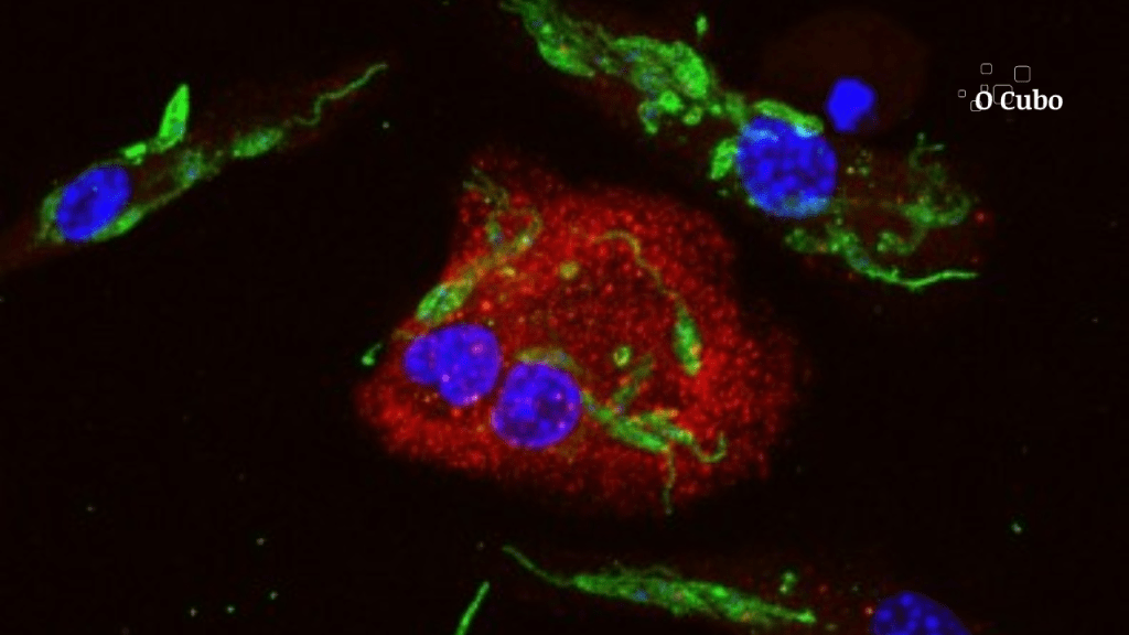 Parasita da leishmaniose manipula defesa do organismo para continuar se replicando, mostra&nbsp;estudo