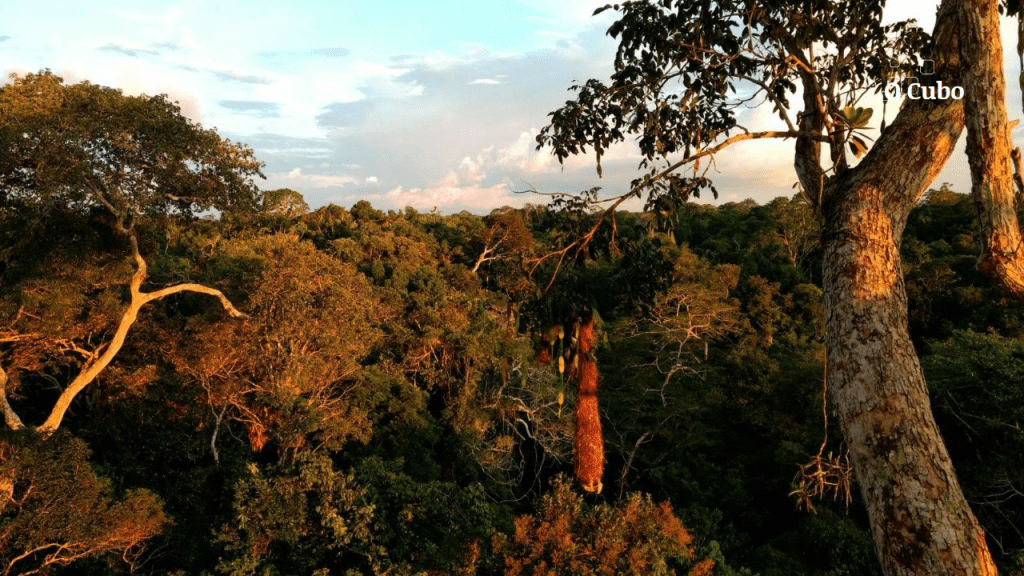 Árvores do Sul da Amazônia têm maior probabilidade de morrer com a&nbsp;seca
