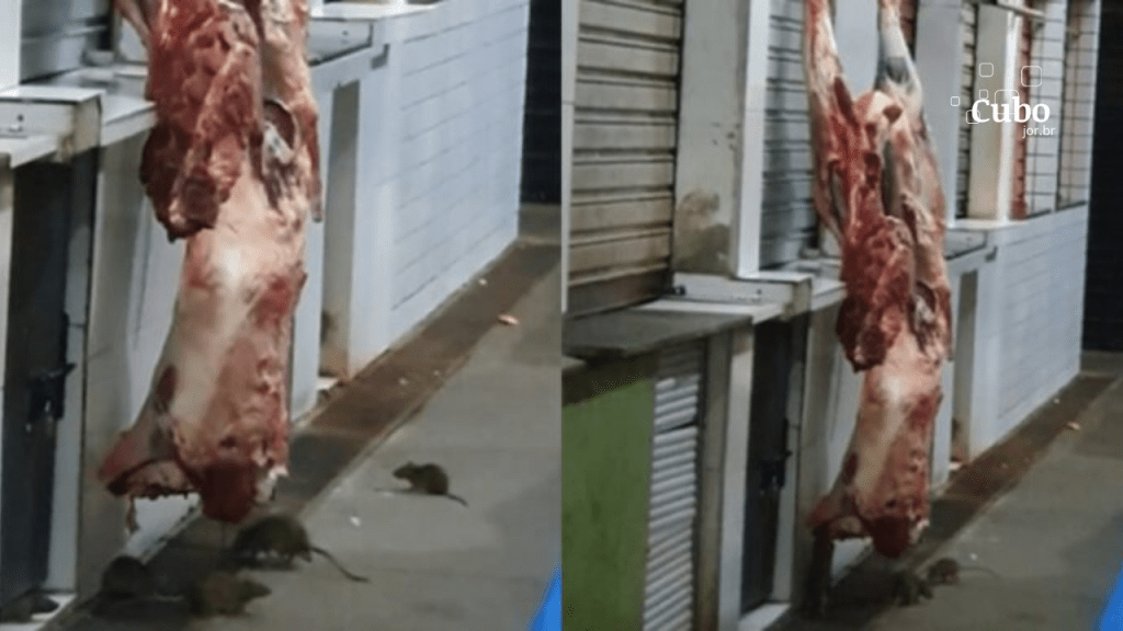 Imagens chocantes mostram ratos em carne bovina exposta em feira de São Luís, colocando em risco a saúde dos&nbsp;consumidores