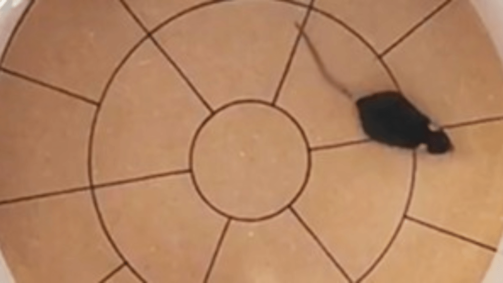 Contexto ambiental tem forte influência na dependência de drogas, mostra&nbsp;estudo