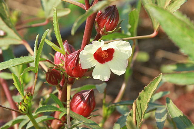 De volta às raízes: As superplantas que crescem no matagal e são ricas em&nbsp;nutrientes