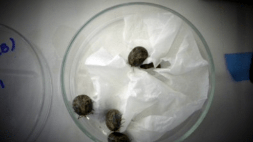 Proteína identificada no carrapato-estrela pode ser alvo para uma vacina contra a febre&nbsp;maculosa