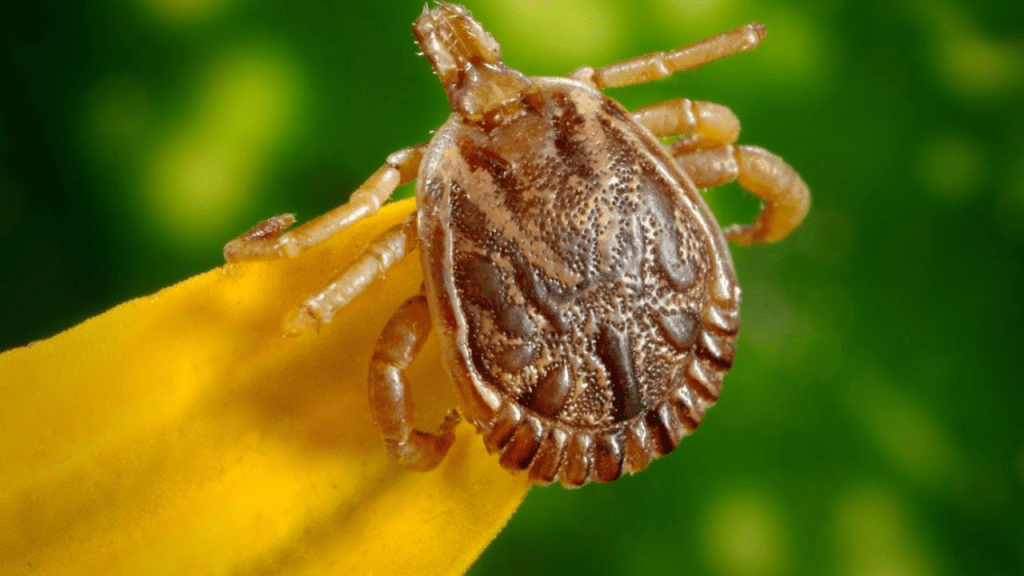 Saiba mais sobre a febre maculosa, que matou 4 pessoas em SP este&nbsp;mês