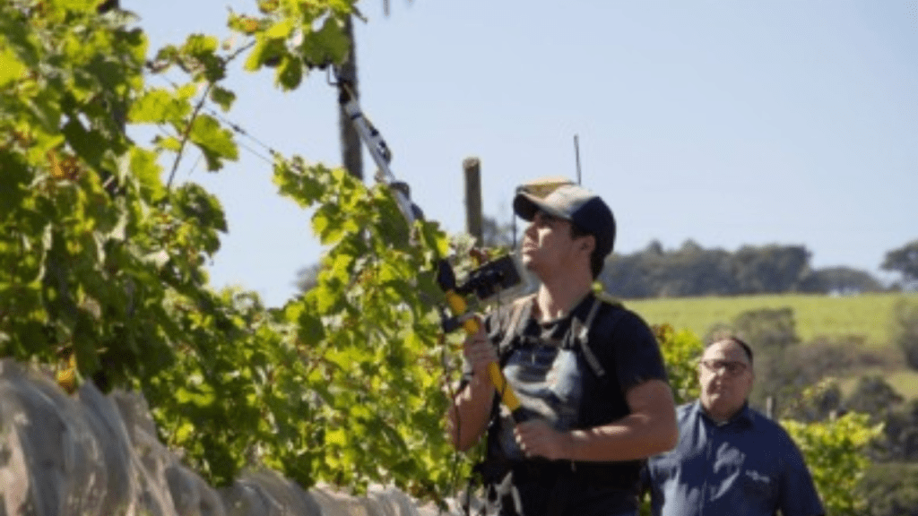 Agricultura de precisão possibilita obter diferentes vinhos de inverno a partir de uma mesma&nbsp;plantação