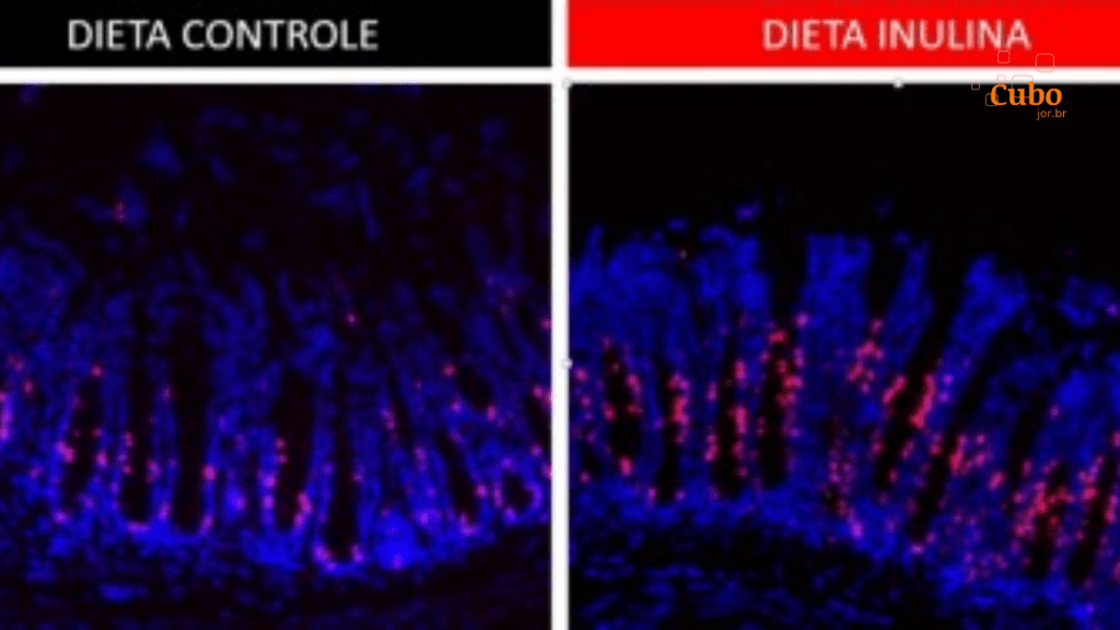 Consumo de fibra solúvel favorece a renovação de células que formam o intestino, mostra&nbsp;estudo