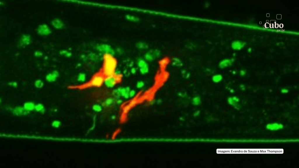Longevidade pode estar associada à capacidade de perceber cheiros de substâncias&nbsp;nocivas