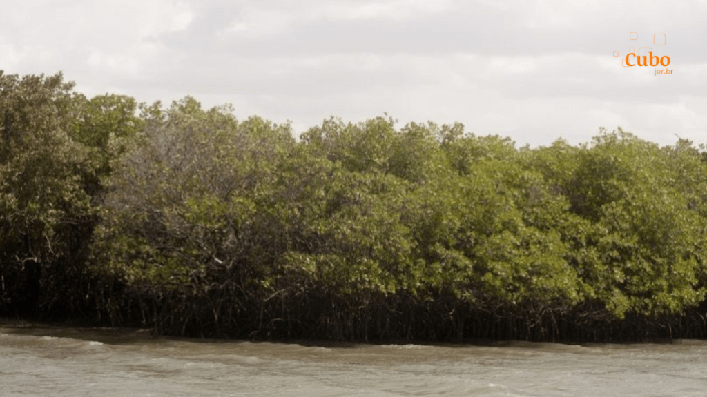 Cobertos por floresta, manguezais da Amazônia brasileira se mantêm&nbsp;preservados