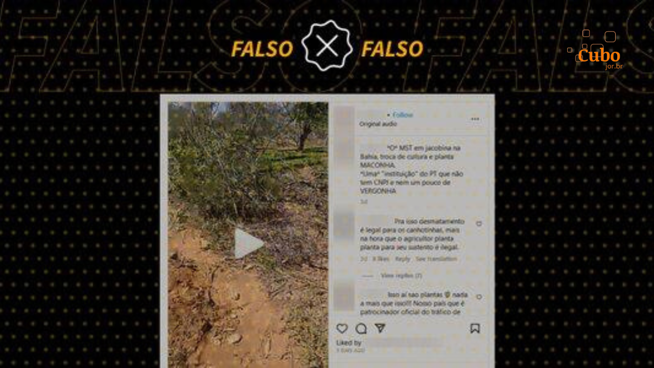 É falso que vídeo mostra plantação de maconha do MST na Bahia