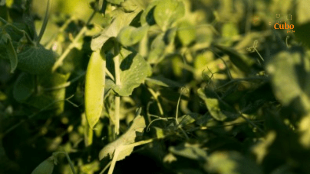 Além de impactar a produtividade das lavouras, mudança climática reduz o valor nutricional dos&nbsp;alimentos