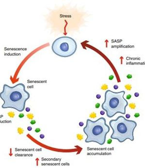 Saiba o que é a senescência e como&nbsp;preveni-la