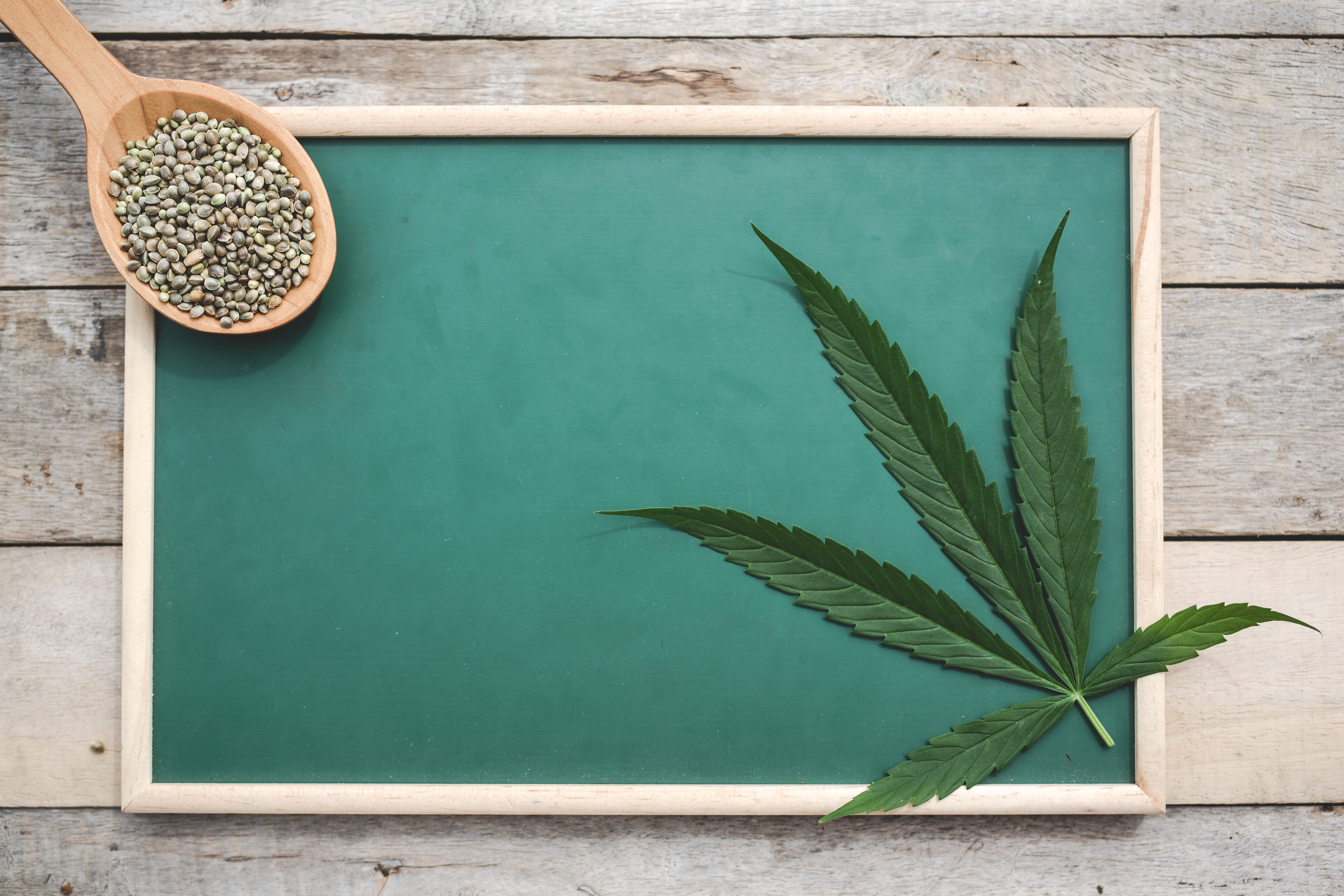 TJMA nega obrigatoriedade de plano de saúde cobrir óleo de cannabis para tratamento domiciliar