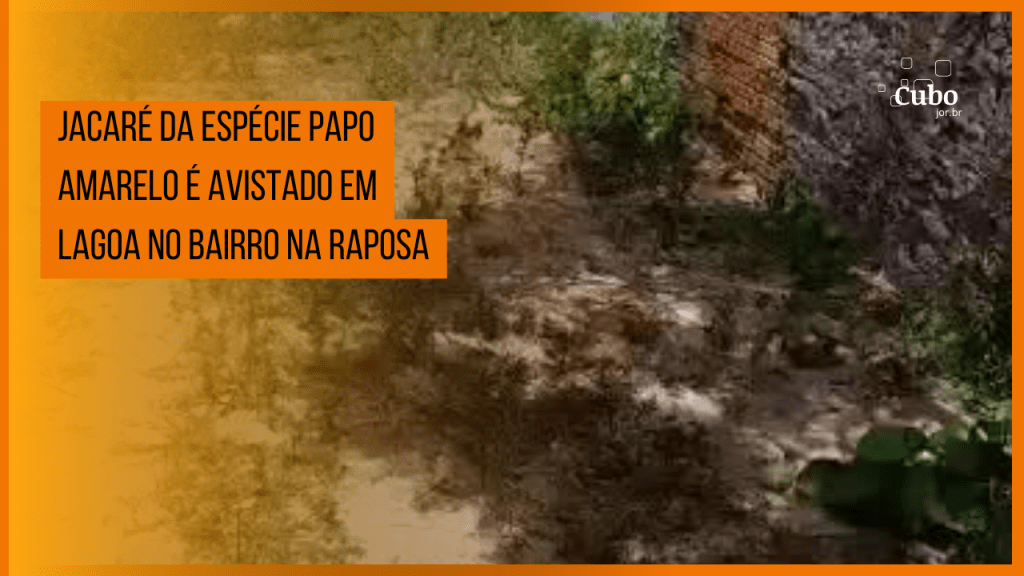 Jacaré da espécie Papo Amarelo é avistado em lagoa no bairro na&nbsp;Raposa