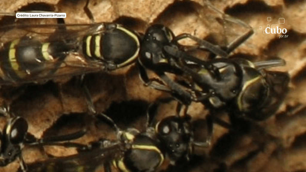 Entre marimbondos, agressões físicas evoluíram para demonstrações estereotipadas de&nbsp;força