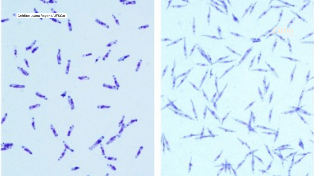 Coinfecção por nova espécie de parasita é confirmada em paciente com leishmaniose&nbsp;visceral