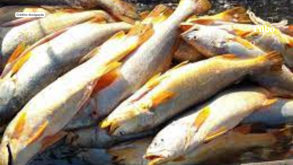 Irregularidades na compra de peixes levam a denúncia contra ex-Secretária e empresários em São&nbsp;Luís