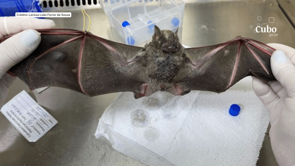 No Ceará, variantes do vírus da raiva de saguis são encontradas em&nbsp;morcegos