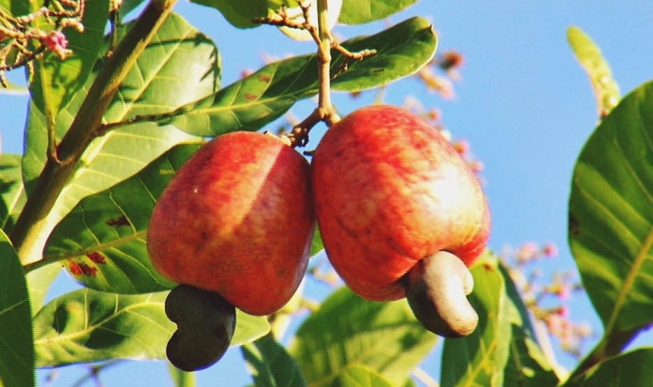 Setembro é o mês do caju: conheça os diversos benefícios e versatilidade desse&nbsp;pseudofruto