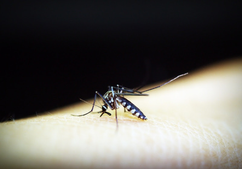 Maranhão: Especialista alerta para os cuidados para evitar a proliferação do mosquito Aedes aegypti no&nbsp;Estado