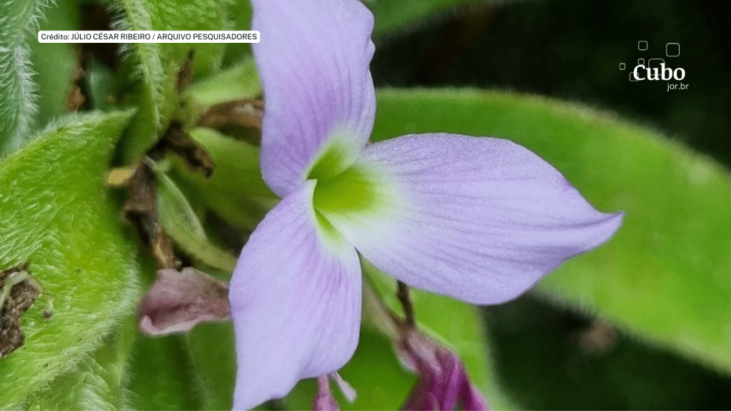 “Bromélia-peluda”: nova espécie é descoberta com apoio de cidadão cientista em Minas&nbsp;Gerais