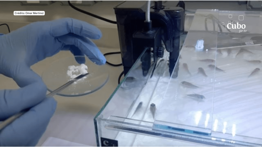 Novo biomaterial leva medicamento diretamente ao intestino de&nbsp;peixes