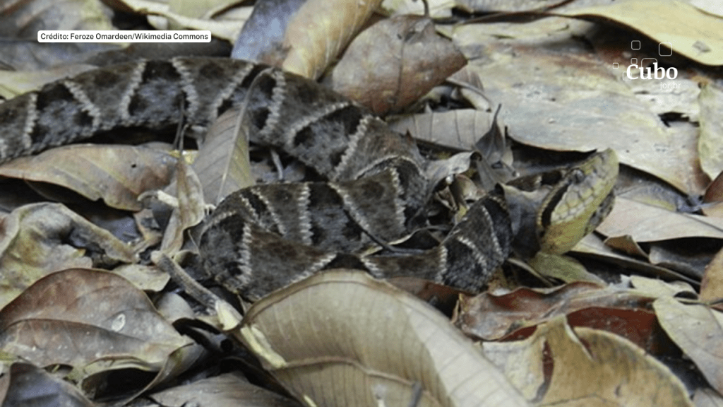 Notificação incompleta de acidentes com serpentes pode prejudicar ações em saúde, aponta&nbsp;estudo