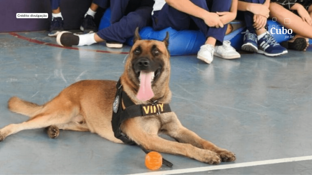 K9 Viny: Aposentadoria de um herói de quatro patas, após 7 anos de combate ao&nbsp;narcotráfico